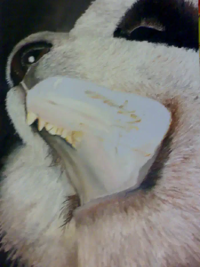 Panda back2back II