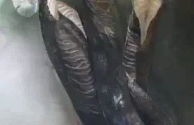 Akkelei Pt.I